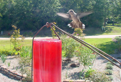 Dominant Hummer 2358.JPG