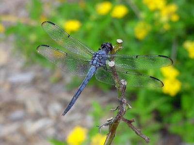 Dragonfly Eastern Pondhawk 1169.JPG