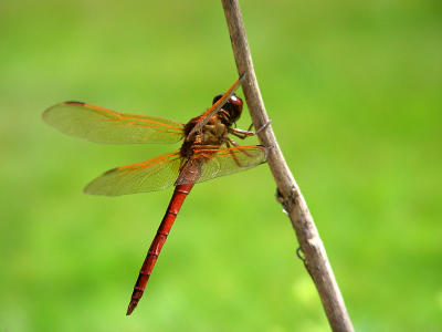 Dragonfly 1338.JPG