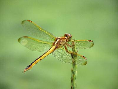 Dragonfly 4 Spotted Skimmer1172.JPG