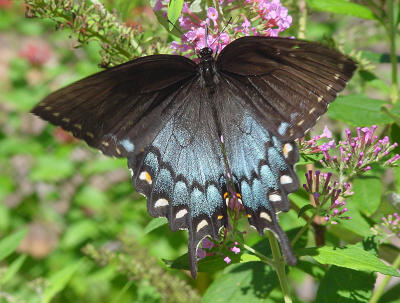 Eastern Tiger ST Blk 1439.JPG