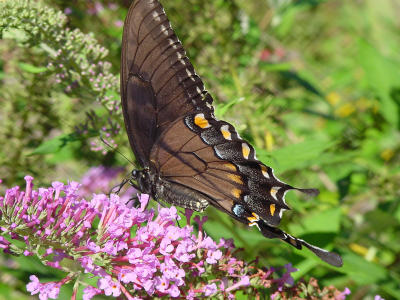 Eastern Tiger ST Blk 1530.JPG