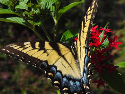 Eastern Tiger ST Yelo 1522.JPG