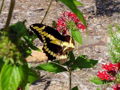 Giant Swallowtail 2388.JPG
