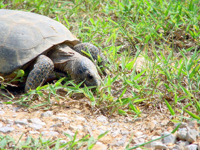 Gopher Tortoise 1231.JPG