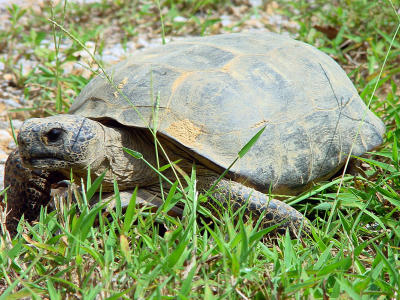 Gopher Tortoise 1233.JPG