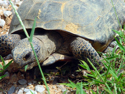 Gopher Tortoise 1234.JPG