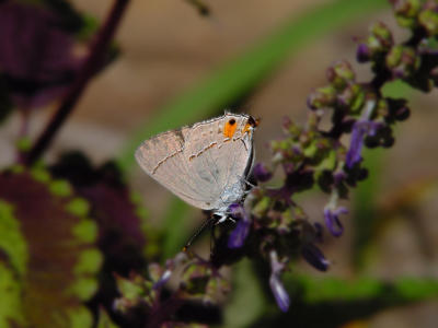 Gray Hairstreak 1515.JPG