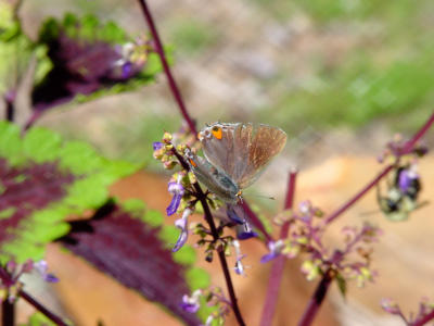 Gray Hairstreak 1518.JPG