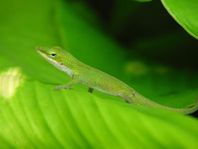 Green Anole 1451.JPG