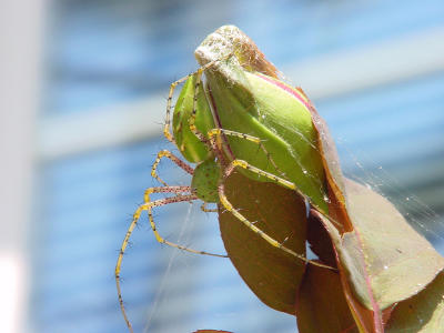 Green Lynx 1493.JPG