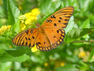 Gulf Fritillary 1436.JPG