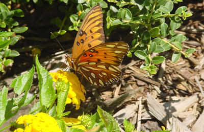 Gulf Fritillary 1441.JPG