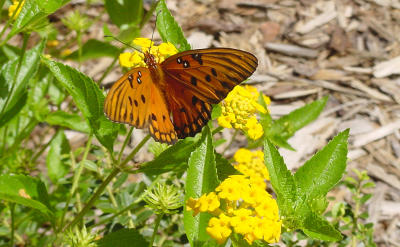 Gulf Fritillary 1442.JPG
