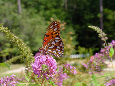Gulf Fritillary 2433.JPG