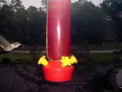 HB Quick Sip 2353.JPG