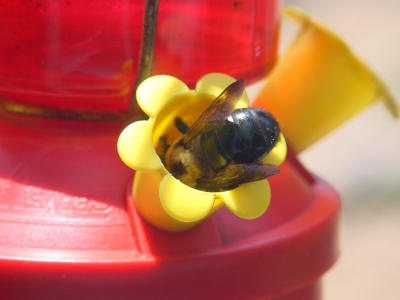 Bee Dry 1050.JPG