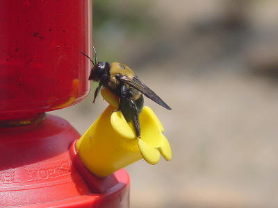 Bee Empty 1049.JPG