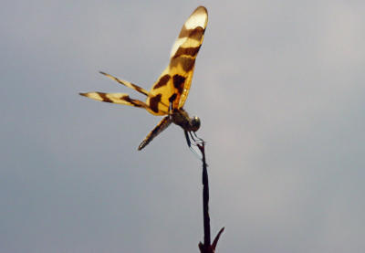 Dragonfly Brn Spot Yelo Wing 973.JPG