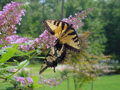 Eastern Tiger ST 831.JPG