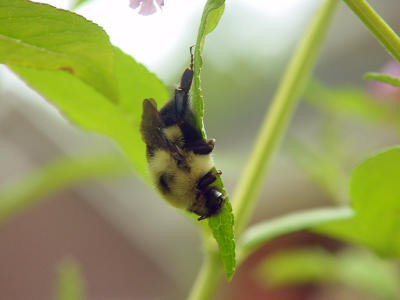 Hang in there 1108.JPG