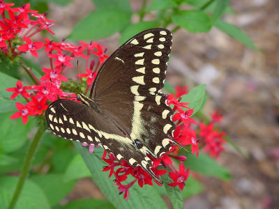 Palmedes 1111.JPG