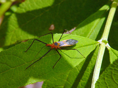 Seed Bug 1098.JPG