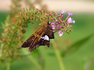 Silver Spotted Skipper 953.JPG