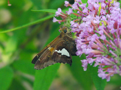 Silver Spotted Skipper 955.JPG