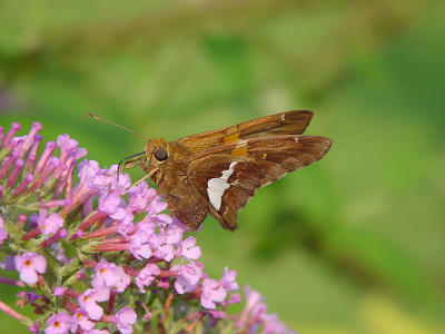 Silver Spotted Skipper 957.JPG