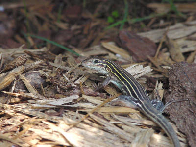 Racerunner 945.JPG