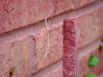 Walking Stick Juvenile 1006.JPG