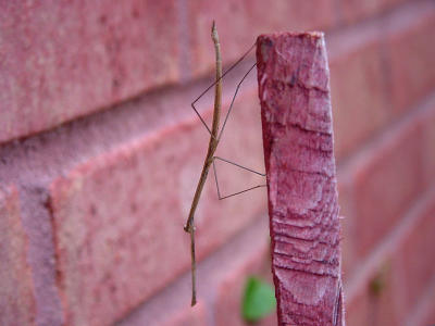 Walking Stick Juvenile 1008.JPG