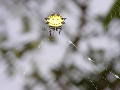 Spiney Orb Weaver 2457.JPG