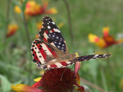 All American Painted Lady
