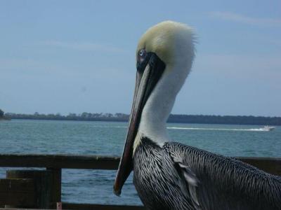 A pelican enjoys<BR>the afternoon sun