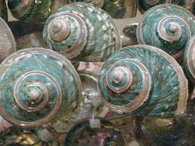 Unusual and colorfulFlorida beach shells