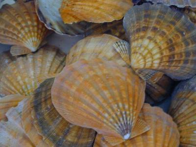 Scallop shells<BR>line Florida beaches
