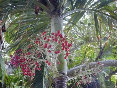 Tropical vegitation aboundsin Key West
