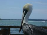 A pelican enjoys<BR>the afternoon sun