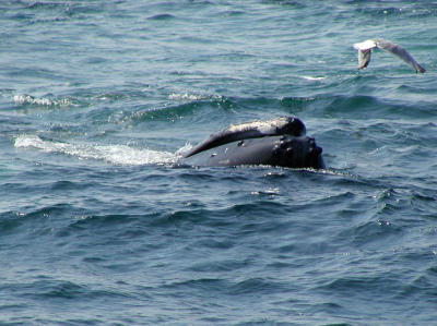 Seagull for lunch?