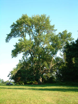 White Ash - Big Tree Champion of Maryland