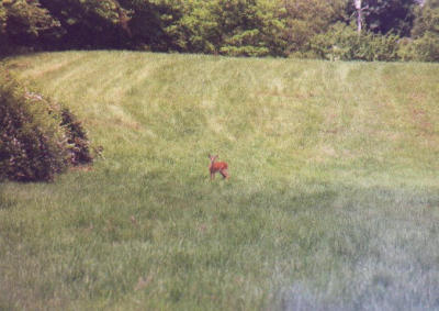 2001_06-5.jpg