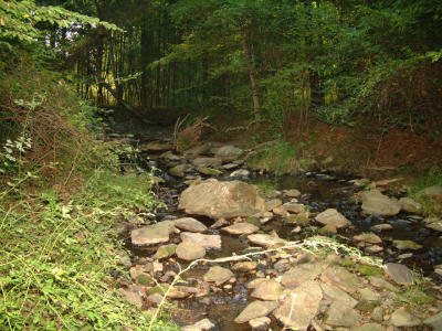 Elbow Brook in the woods
