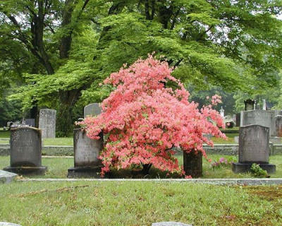 Cemetery in Spring