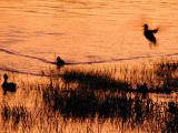 Merrimack River ducks