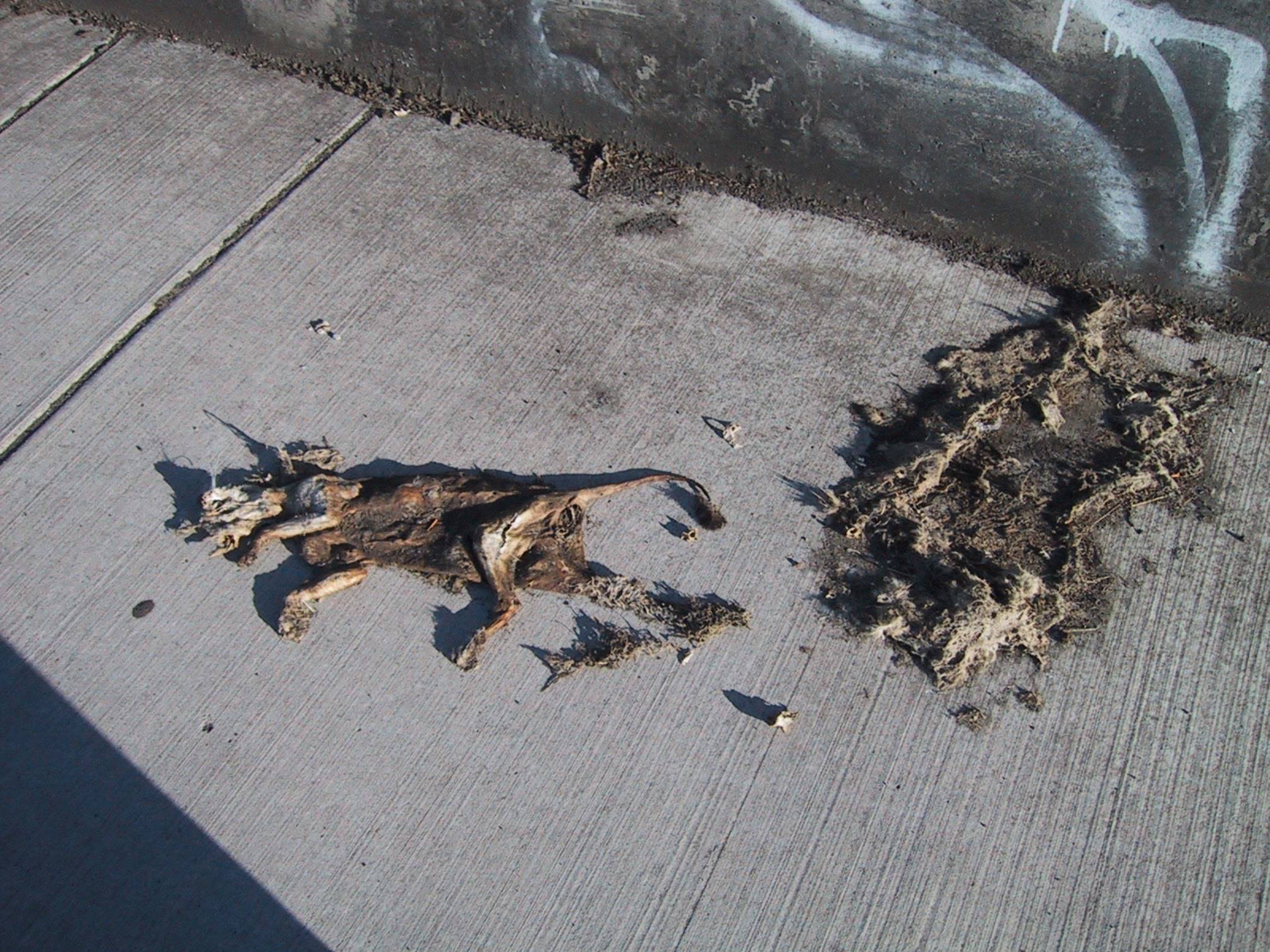 dead cat