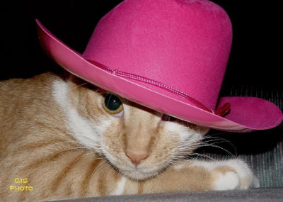 cat in a pink stetson.JPG