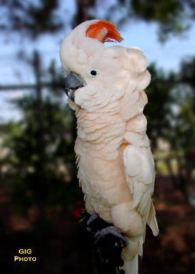 parrot 1.JPG