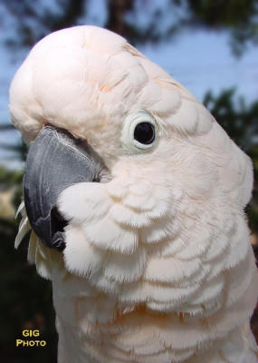 parrot 2.JPG